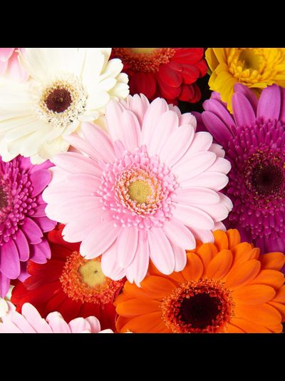 21 мини гербера