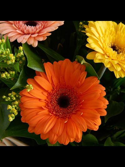 Корзина с герберами