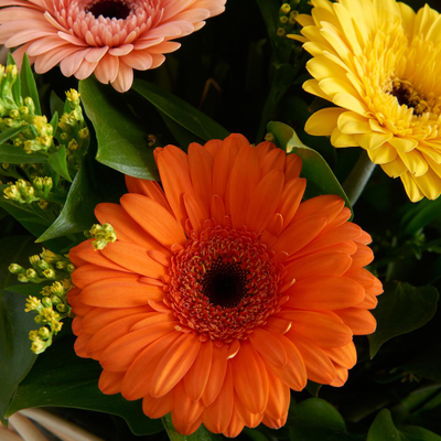 Корзина с герберами