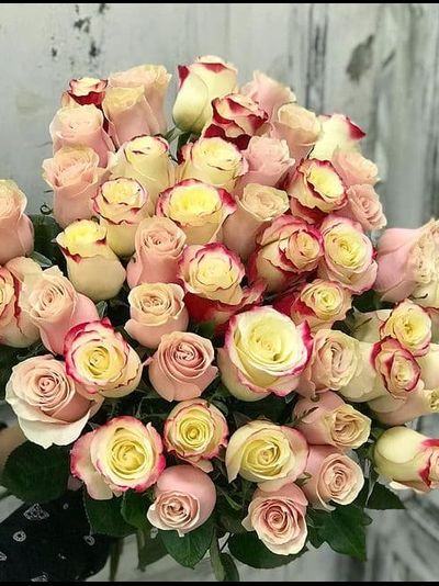 51 нежно-розовая роза голландия 70см