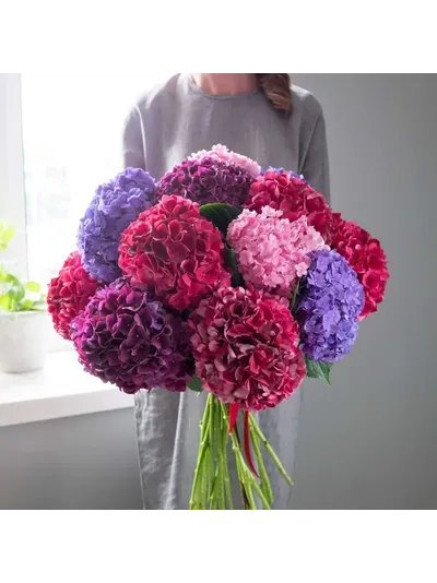 Микс из 15 гортензий