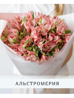 Альстромерия