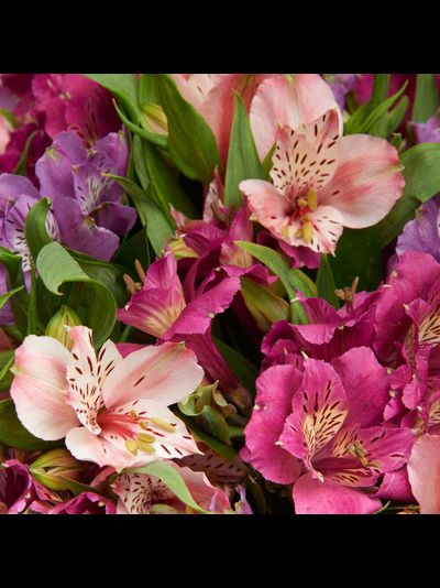 15 лиловых альстромерий