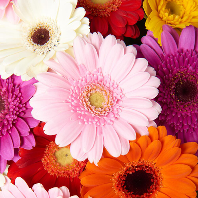 21 мини гербера