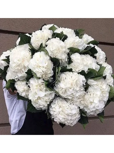 19 белых гортензий